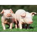 Probiotics for pig fat and healthy feed additives